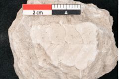 Foto (Detailansicht) von Dictyopteris brongniarti Gutb. (NHMW-GEO-2024-0188-10786)